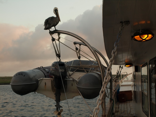 ../../Pictures/050210/055 Pelikan on Board.JPG